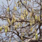 Le Baobab (Adansonia digitata) ou pain de singe