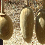 Le Baobab (Adansonia digitata) ou pain de singe