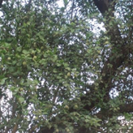 Le balanitès (Balanites aegyptiaca)